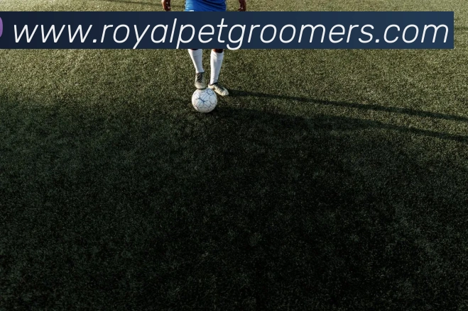App Interface Preview